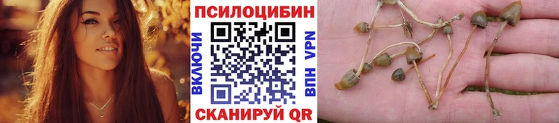 сколько стоит  Кедровый  Псилоцибиновые грибы мухоморы 